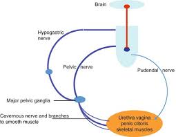 Each muscle is wrapped in a sheath of dense, irregular connective tissue called the epimysium, which allows a muscle to contract. S Springerlink