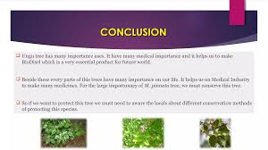 Image result for Millettia bussei