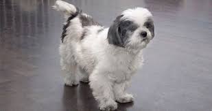 Shih Tzu Feeding Guide Pets World Shih Tzu Shih Tzu