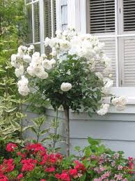 Maybe you would like to learn more about one of these? Inviting And Lush Traditional Garden Rose Trees Traditional Garden Rose Tree