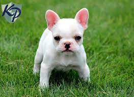 French bulldog mix puppy city of toronto 11/06/2021. Pin On So Cute