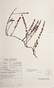 Image result for Anthospermum