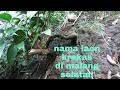 Download Mengenal Bahan Bonsai Mp3 2 3 Mb Kicau Siburung Com