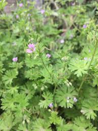 Image result for Geranium aculeolatum