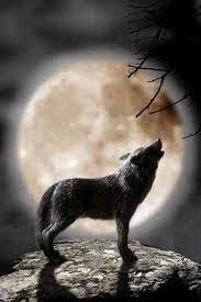 5 out of 5 stars. Animal Wall Decals Wolf Howling At The Moon 36 Inches X 24 Inches Peel And Stick Removable Graphic Wallmonkeys Wall Wolf Howling Wolf Moon Beautiful Wolves