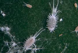 Image result for Mealybug cucumber