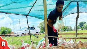 The media personality took to social media to share a video of herself with her chickens. Zodwa Wabantu Making Waves With Her Poultry Products Newzimbabwe Com