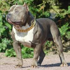 Image result for why pitbull heavy chain