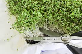 May 18, 2021 · finally, as alfalfa pellets or cubes break down, they can turn brown and look unappetizing in a garden. Southern Mom Loves How To Grow Alfalfa Sprouts In Your Kitchen