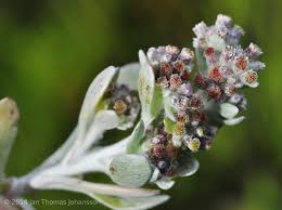 Image result for Vellereophyton dealbatum