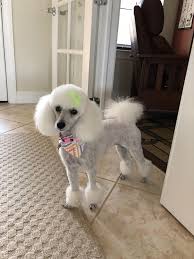 Jolie 2018 Dog Hair Dog Grooming Styles Poodle Haircut