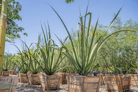 Image result for Maerua grantii