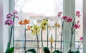 We did not find results for: 5 Auspicious New Year Plants For A Prosperous 2021 Ahead
