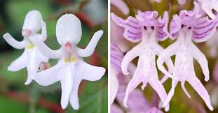 Check spelling or type a new query. The Strangest Flowers In The World That Look Like Something Else Earthly Mission