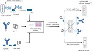 Low development costs and the ease of producing lateral flow. Covid 19 Papier Basierter Antikorper Test