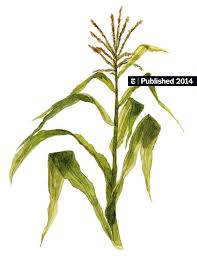 Local Farmers Hiring For Corn Detasseling Season