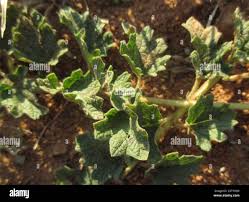 Image result for Dicerocaryum eriocarpum