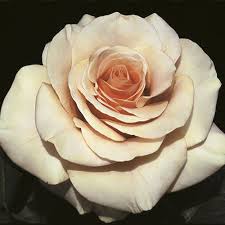 It is a prolific bloomer of perfectly formed large flowers, excellent for cutting or exhibition. Marilyn Monroe Hybrid Tea Rose