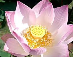 Coeur de lotus von maryse dugois | homify. Champs De Lotus En Asie