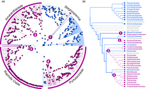 Image result for Lophiocarpaceae