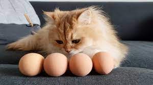 Can Cats Eat Egg Shells Cat Kingpin