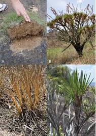 Image result for Coleochloa setifera