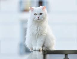 Accepted for championship in tica in 1979. How To Identify A Turkish Angora Cat Petvblog