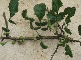 Image result for Commiphora africana
