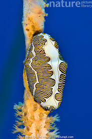 Image result for Cyphostemma kilimandscharicum