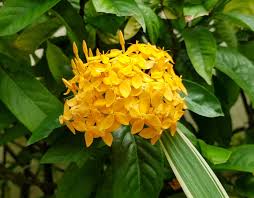 Pin On Flowers Names