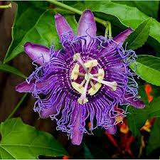 Passion Flowers Rare Flowers Passion Flower Beautiful Flowers Pictures