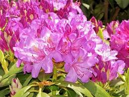 Rhododendron Catawbiense Boursault Purple Blooms Will Grow To Seven Feet 1 Container Size Plant Hardy To 10 Container Size Bloom