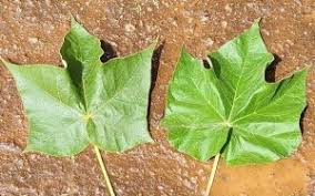 Image result for Sterculia quinqueloba