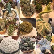 Los angeles cactus and succulent society ➡️ @la_cactusandsucculent_society⬅️ dm us pictures of your cactus and succulents. Cactus And Succulent Society Of America Has Their Annual Show This Weekend Here Are A Few Awesome Competitors Succulents