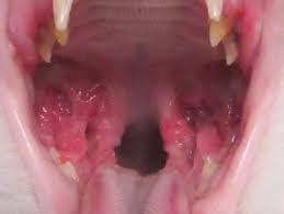 A dental extraction (also referred to as tooth extraction, exodontia, exodontics, or informally, tooth pulling) is the removal of teeth from the dental alveolus (socket) in the alveolar bone. Common Dog And Cat Oral Diseases In Boxborough Ma Veterinary Dental Services Llc