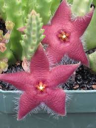 If you have an indoor cactus, you can force it to bloom more often by keeping it in a dark cool place multiple times. Stapelia Scitula Small Starfish Flower See More At Http Worldofsucculents Com Stapelia Scitula Small St Carrion Flower Small Succulent Plants Succulents
