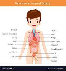 In the following article, we take a look at the important internal organs of the human body and their functions in the bigger biological system. Internal Anatomy Diagram Internal Anatomy Diagram Male Human Anatomy Internal Organs Diagram Vector Image Human Body Organs Body Diagram Human Body Diagram