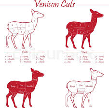 Venison Meat Cut Diagram Scheme Stock Vector Colourbox