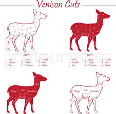 Venison Meat Cut Diagram Scheme Stock Vector Colourbox