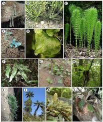 Image result for Odontosoria africana