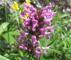 Image result for Dicliptera betonicoides