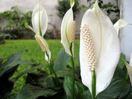 As poinsettia are toxic to cats and dogs, i like to use polka dot plants instead at christmas, and sprinkle them with a bit of gold dust for a real festive feel. 12 Poisonous Houseplants Their Health Effects And Safe Alternatives Dengarden