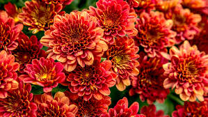 The bright color of vyking mums are usually thought of as a fall flower — gardening enthusiasts thrill to brighten their gardens that's not all! Want To Make Your Mums Last All Season
