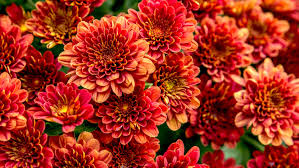 Perfect to show your florist. Want To Make Your Mums Last All Season