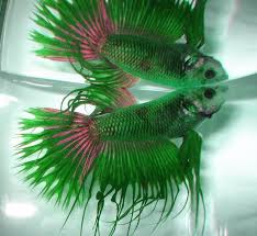 Pin By Elena Spagnol On Liquid Odyssea Betta Fish Betta Beautiful Fish