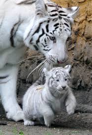 Carnivore Mammifere Mere Mignon Sauvage Tigre Blanc Tigreau Animals Cute Baby Animals Animals Beautiful