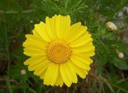 Image result for Glebionis carinata `German Flag`