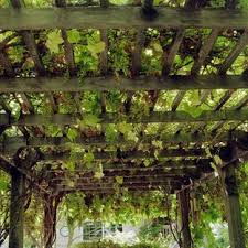 Maybe you would like to learn more about one of these? Vine Covered Pergola Houzz