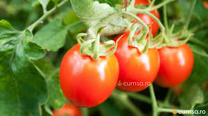 De la wimbledon, direct in romania! Cultivarea Tomatelor In Camp Cum Sa O Faci In Mod Corect Cumsa Ro