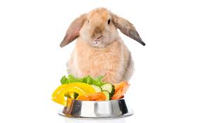 Christmas cactus is poisonous to cats. What Do Rabbits Eat The Ultimate Guide Rabbitpedia Com